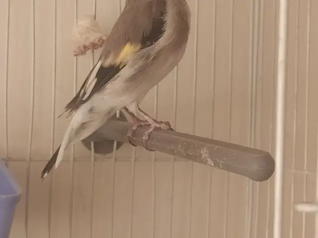 Саба, Хуҷанд