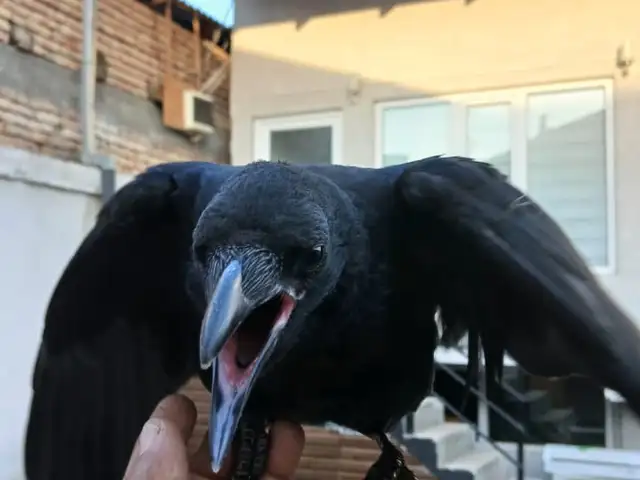 Потерялась птица, Хуҷанд