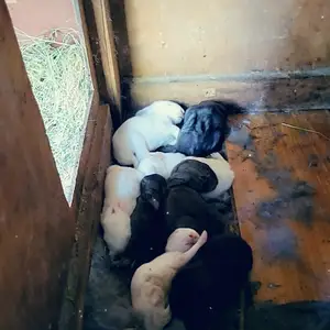 Харгуш бо бачахояш, Душанбе