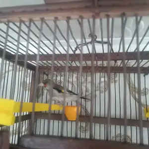 Птица, Душанбе