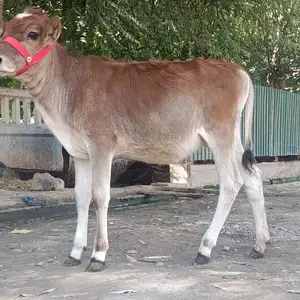 Гуночин, Бохтар (Курган-Тюбе)