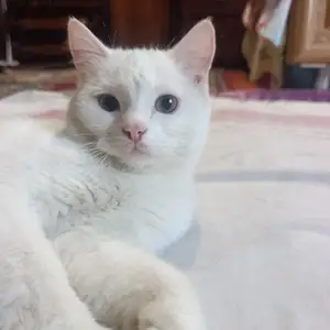Гурбача, Худжанд
