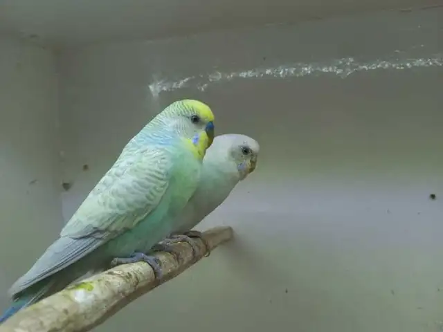 Попугай, Душанбе