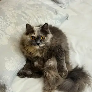 Кошку в хорошие руки, Душанбе