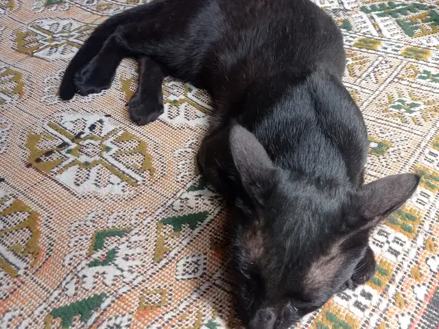 Кошка, Душанбе