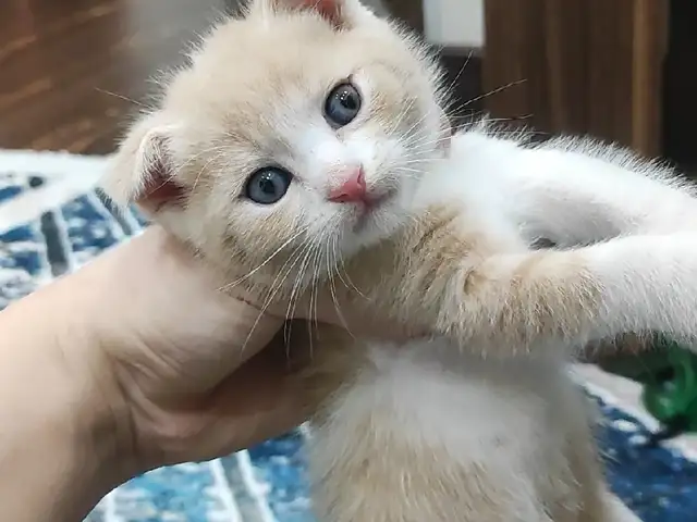 Шотландский вислоухий котёнок, Душанбе - 3