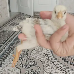 Дакан, Душанбе
