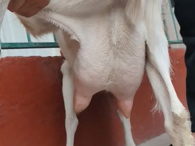 Бузи ширдор, Худжанд