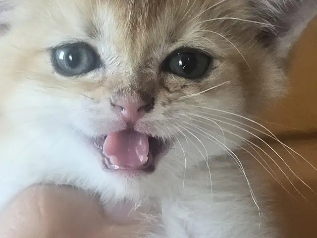 Шотлaндcкие золотые котята, Душанбе - 2