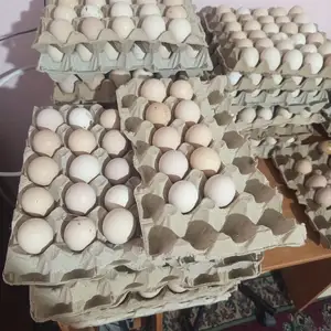 Тухми хонаги, Абдурахмони Джоми