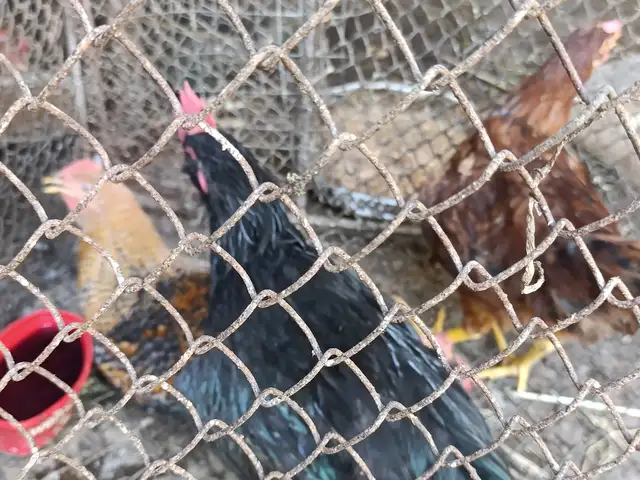 Хуруз чучахо, Худжанд