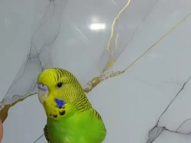Попугай, Душанбе