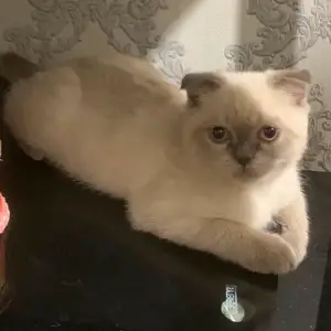 Шотландский кот, Худжанд