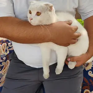 Шотланский кот, Вахдат