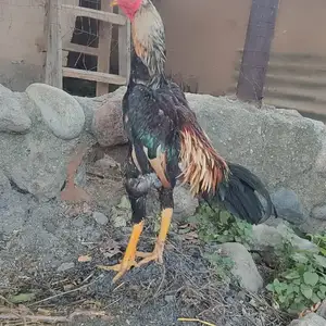 Дакан, Душанбе