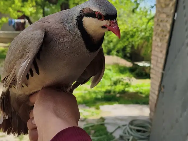 Кавк, Душанбе
