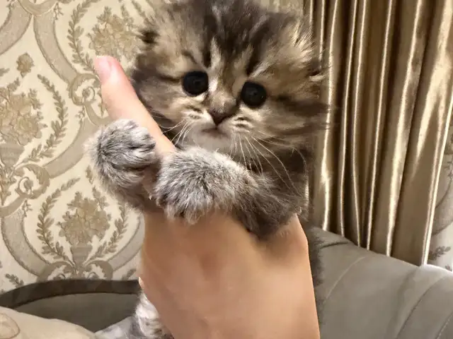 Шотландские котята, Бустон (Чкаловск)