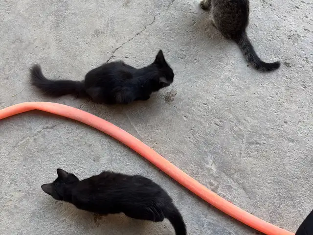Кошки, Хуҷанд
