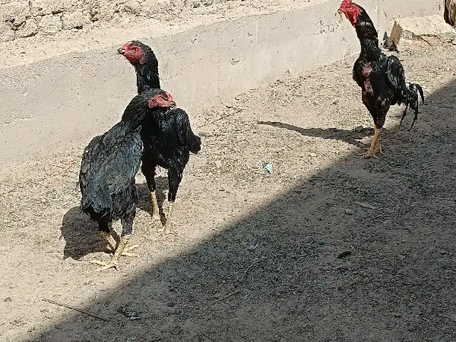 Дакан, Хуҷанд