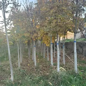 Каштан дерево, Душанбе