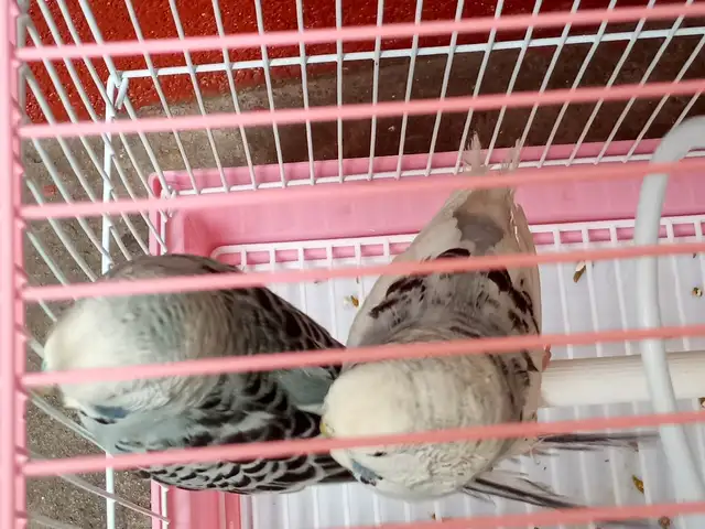 Попугай чех, Душанбе