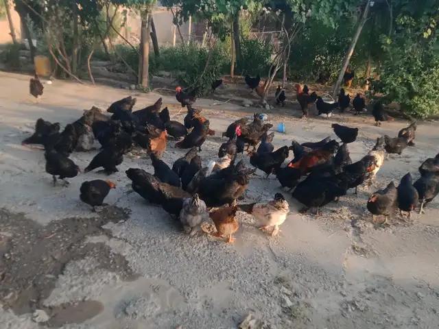Тухм, Вахш
