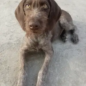 Щенки Дратхаар, Ашт