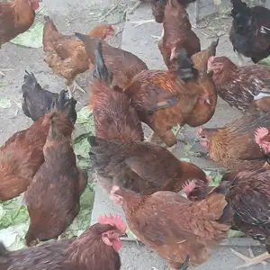 Чучаи ломан браун, Худжанд