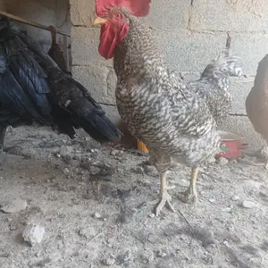 Хурӯси Доминант, Хуҷанд