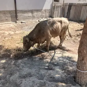 Бык, Бободжон Гафуров