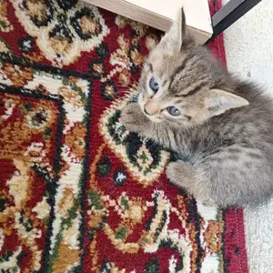 Котёнок, Душанбе