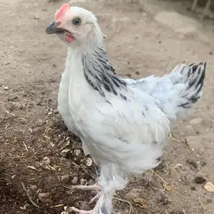 Хурузи брама, Худжанд