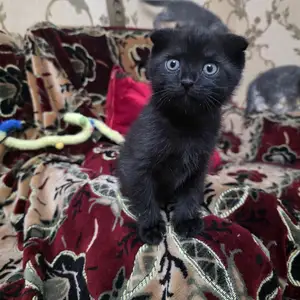 Котенка мальчик, Душанбе