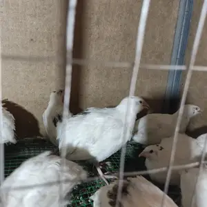 Бедона, Ваҳдат
