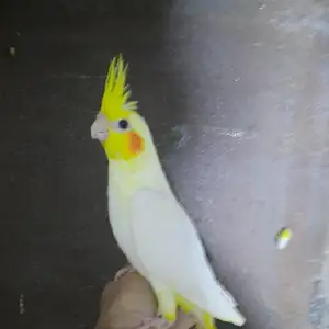 Попугай, Душанбе
