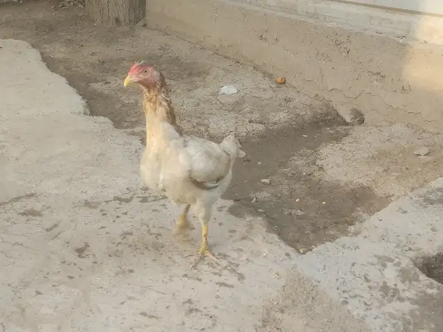 Мокиён Дакан, Душанбе