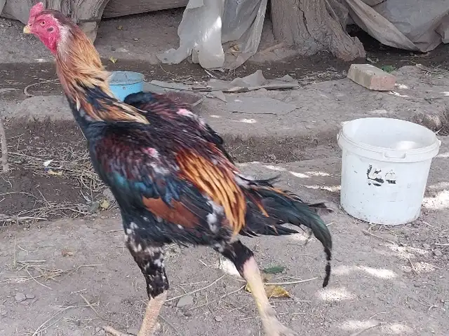 Мургхо, Душанбе