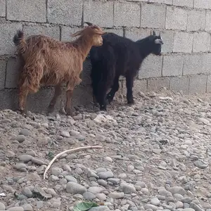 Бузича, Восе