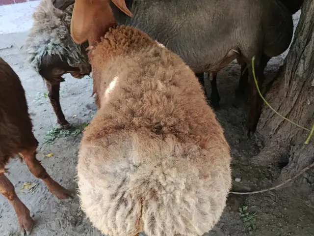 Гусфандхо, Хуҷанд