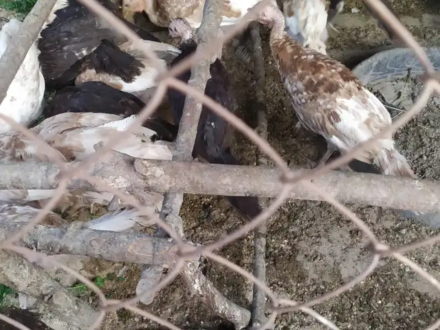 Индюк, Турсунзаде