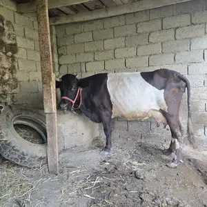 Гови ҷушо, Турсунзаде