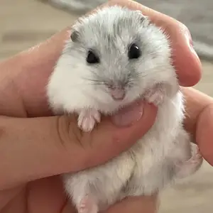 Джунгарские хомячки, Куляб