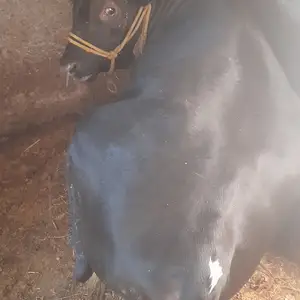 Гов, Худжанд