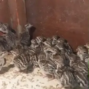 Чучаи кабк, Вахдат