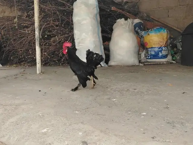 Хурус, Шахринав