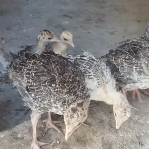 Индюк, Душанбе