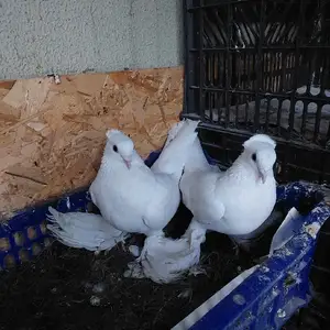 Кафтар, Душанбе