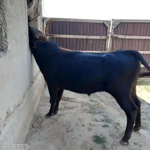 Букаи карпат, Душанбе