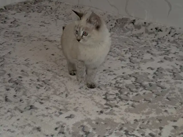 Сиамская кошка, Худжанд
