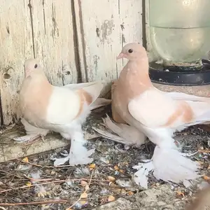 Кафтар, Гиссар
